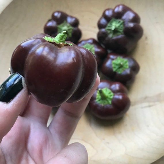 Chocolate Cherry Bell pepper seeds | heirloom seeds | rare pepper seeds | organic gardening