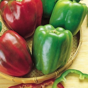 California Wonder sweet pepper seeds | bell pepper seeds | organic seeds | US seller