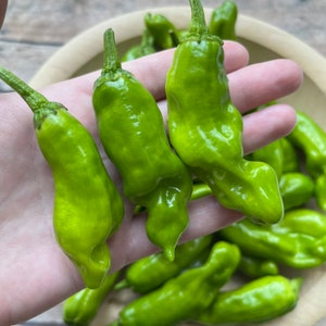 Pepperoncini Pepper Seeds | 30 seeds | pickling pepper | heirloom seeds | organic gardening