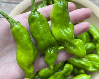 May include: A close-up of a hand holding a bunch of green peppers. The peppers are all different shapes and sizes, and some are slightly wrinkled.