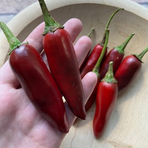 Tecoyero Pepper Seeds | 30 seeds | heirloom seeds | organic gardening | hot pepper