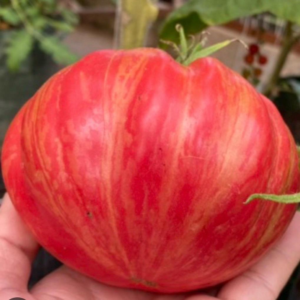 Pink Jazz Tomato Seeds | Heirloom Seeds | 20 Seeds Pink Jazz Tomato Seeds | Heirloom Seeds | 20 Seeds