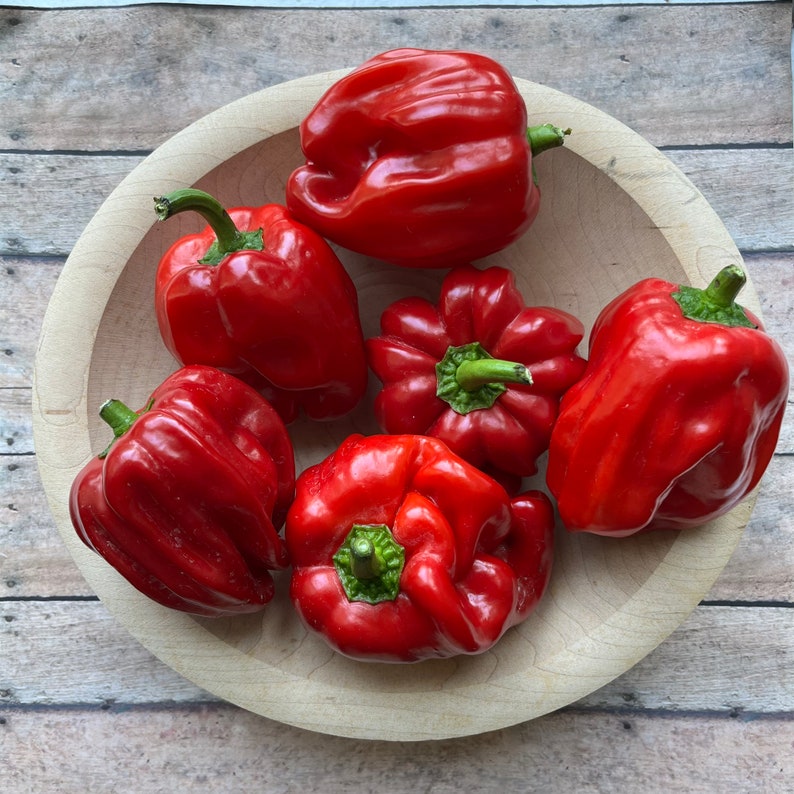 Criolla De Cocina Pepper Seeds 30 Seeds Heirloom Seeds Organic Criolla De Cocina Pepper Seeds 30 Seeds Heirloom Seeds Organic