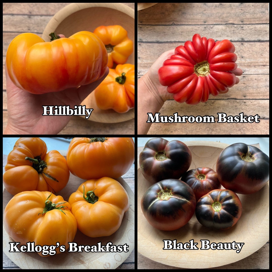 The Tomato Lovers Heirloom Tomato Seed Collection Heirloom Seeds Seed