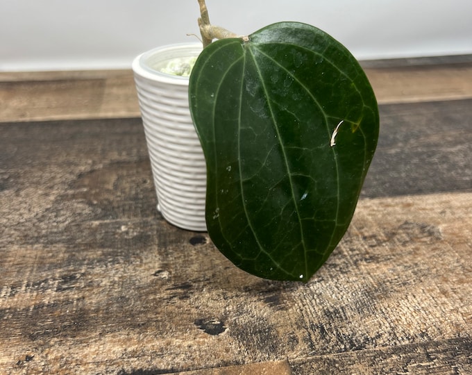 Hoya Latifolia Dinner Plate Sarawak Plant Rooted Etsy