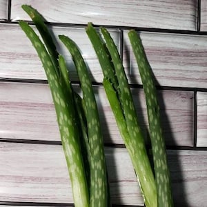 2 Aloe Vera plants starts young perennial green indoor LIVE