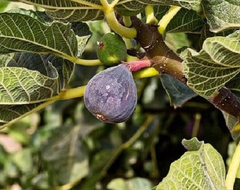 It's Fig Tree Cuttings Season!! Pick your Varieties