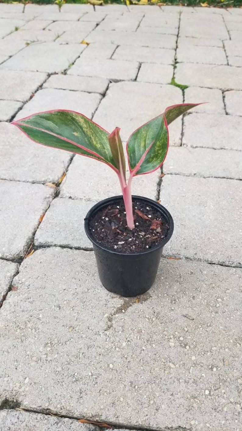 Chinese Evergreen Siam Aurora Aglaonema | Etsy