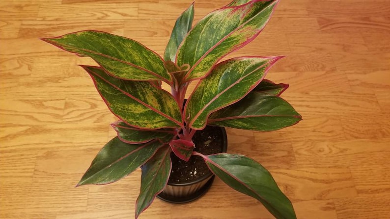 Chinese Evergreen Siam Aurora Aglaonema | Etsy