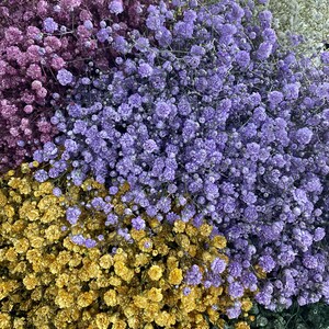 Gypsophila dried flower in different colors