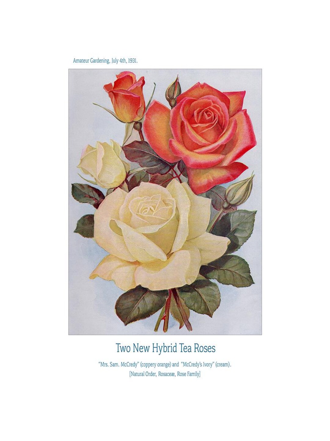 Tea Roses Poster - A4 - Etsy
