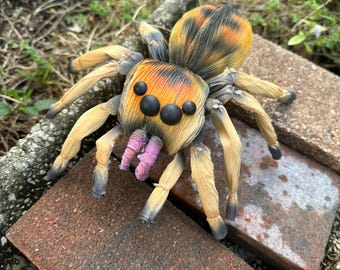 Corn Husk Jumping Spider