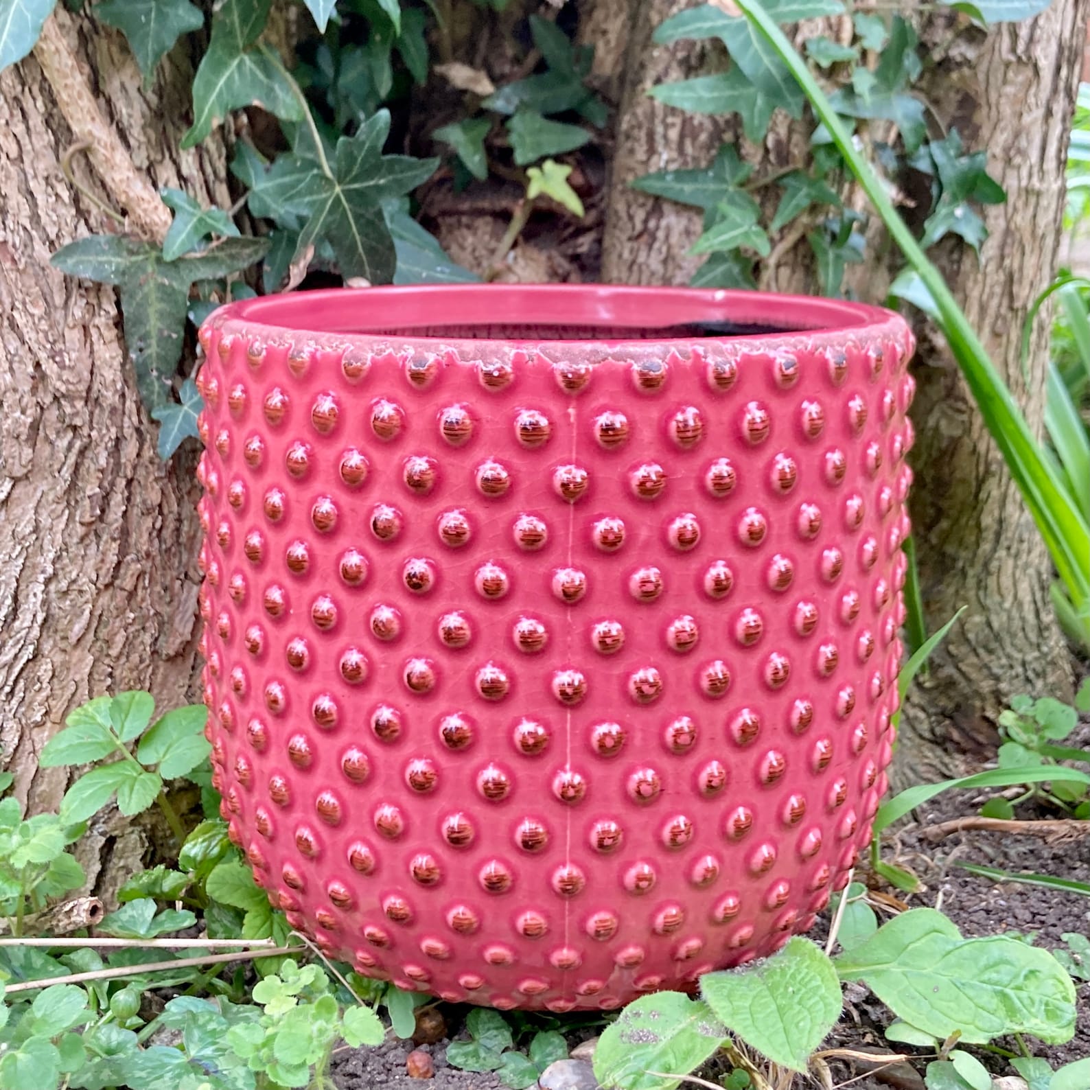 Pink Plant Pot Indoor