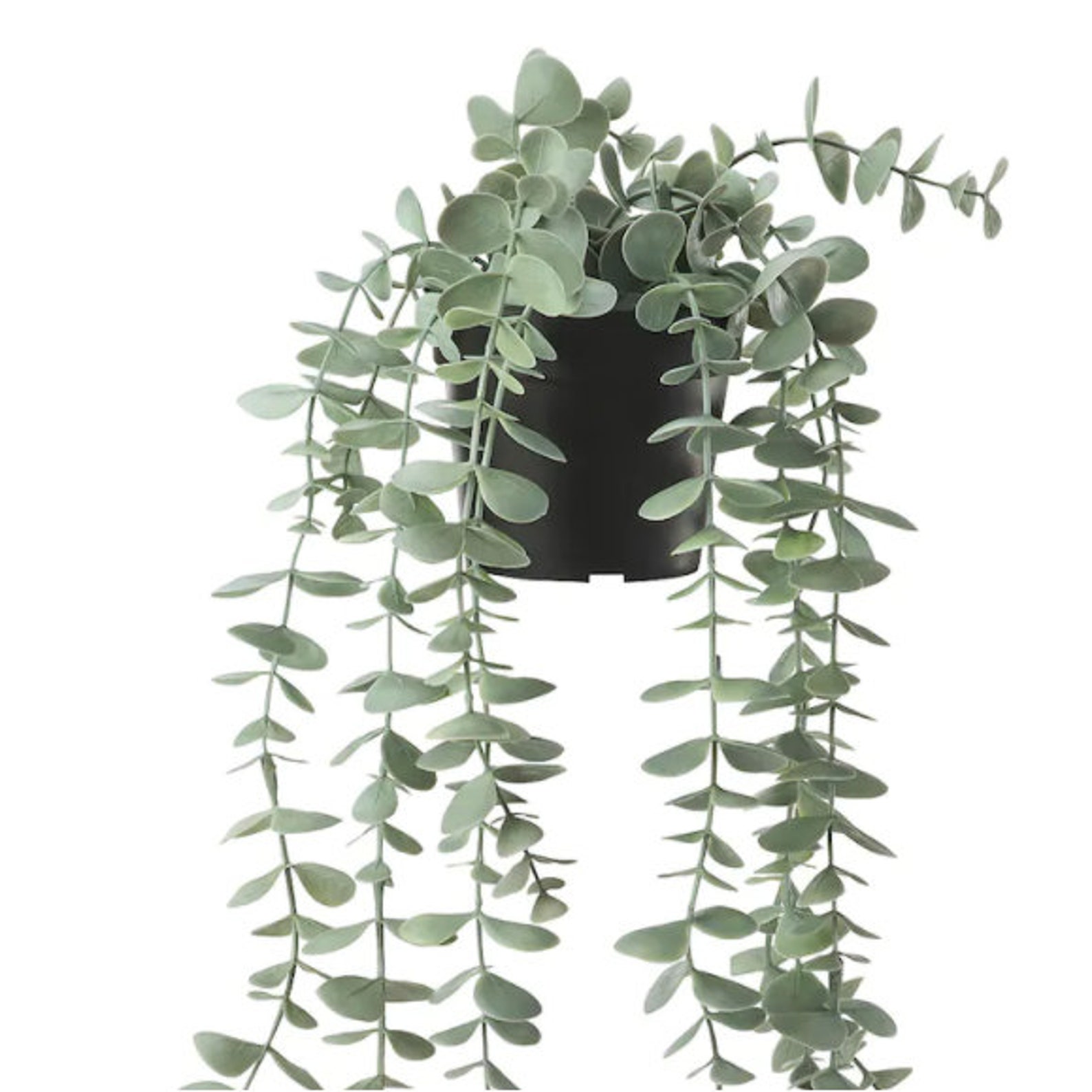 Eucalyptus Faux Trailing House Plantrealistic Lifelike Etsy UK