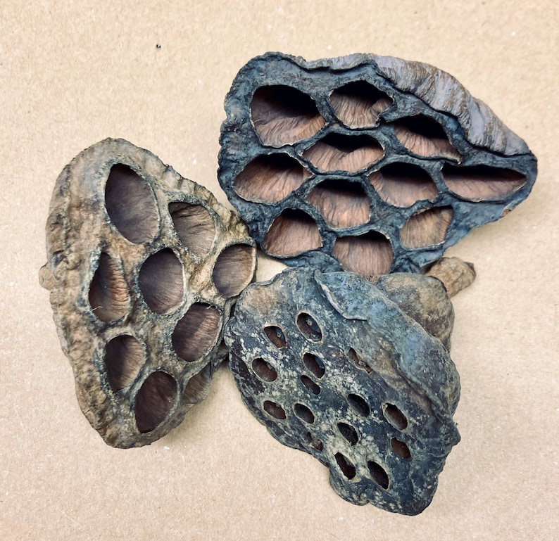 May include: Three dried lotus seed pods with a honeycomb-like pattern. The pods are brown and gray with a textured surface.
