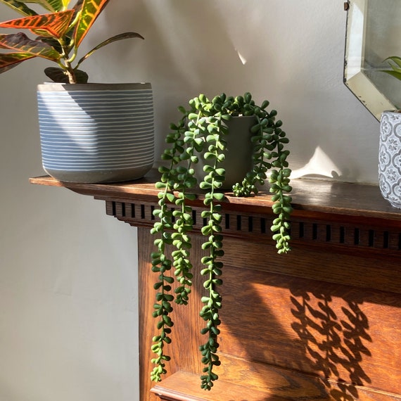 String Of Pearls Plante artificielle de maison traînante-Faux plante  traînante-réaliste fausse plante de sentier intérieure suspendue-plante  réaliste suspendue en pot -  France