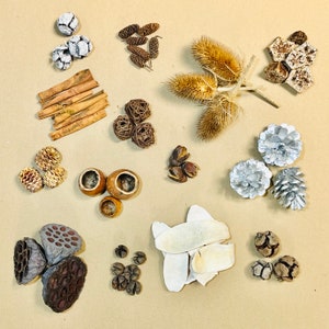 Pine Cones, Cinnamon, Kuchila Cups, Sabulosum Bakuli, Mahogany Slices/Spoons, Cupressus, Wallichi Pods, Rattan Balls, Birch Cones, Teasels