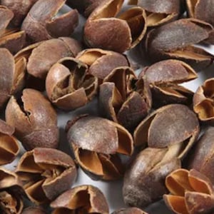 Bakuli, bakuli peulen, natuurlijke peulen, droge bakuli peulen, decoratieve bakuli peulen, 50 g, 100 g, 150 g, proefpod, 10, 25 peulen beschikbaar.