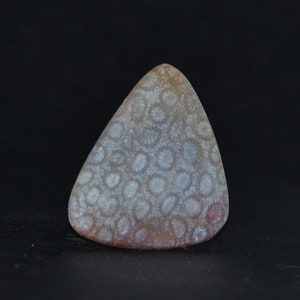 Peut inclure: Un morceau de corail fossilisé de forme triangulaire, de couleur gris clair et blanc. Le corail présente un motif de petits cercles blancs.