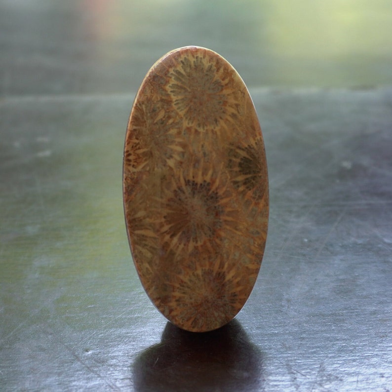 Natural Beige Agatized Fossil Coral Cabochon 44.4mm Flower Stone Hand Cut and Hand Polished Flat Back Oval Shape image 1