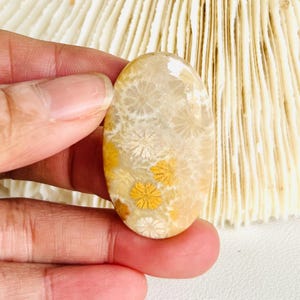 May include: An oval-shaped fossilized coral cabochon. The stone features a cream and yellow color palette with intricate floral patterns. The polished surface highlights the natural details of the coral, making it suitable for jewelry or decorative purposes.