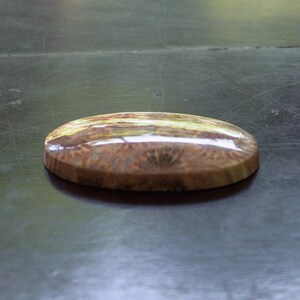 Natural Beige Agatized Fossil Coral Cabochon 44.4mm Flower Stone Hand Cut and Hand Polished Flat Back Oval Shape image 3