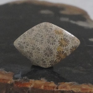 May include: A light brown and white fossilized coral cabochon with a diamond shape and a floral pattern.