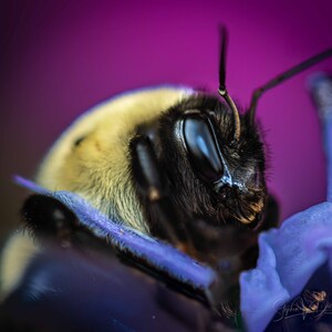 Breathtaking Bee Artwork on Magenta Background