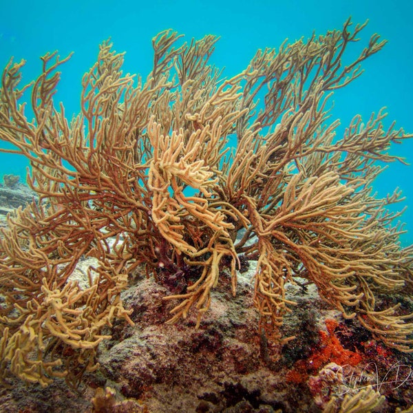 Golden Gorgonian of Bonaire in a lovely underwater image of a, Sea Fan. This canvas image would warm up any wall