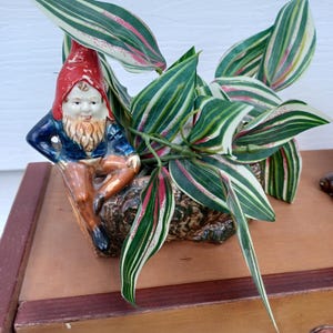 May include: A ceramic gnome planter with a red hat, blue jacket, and brown trousers. The planter holds a plant with green and white striped leaves, accented with pink. The gnome is seated on a brown, textured base.