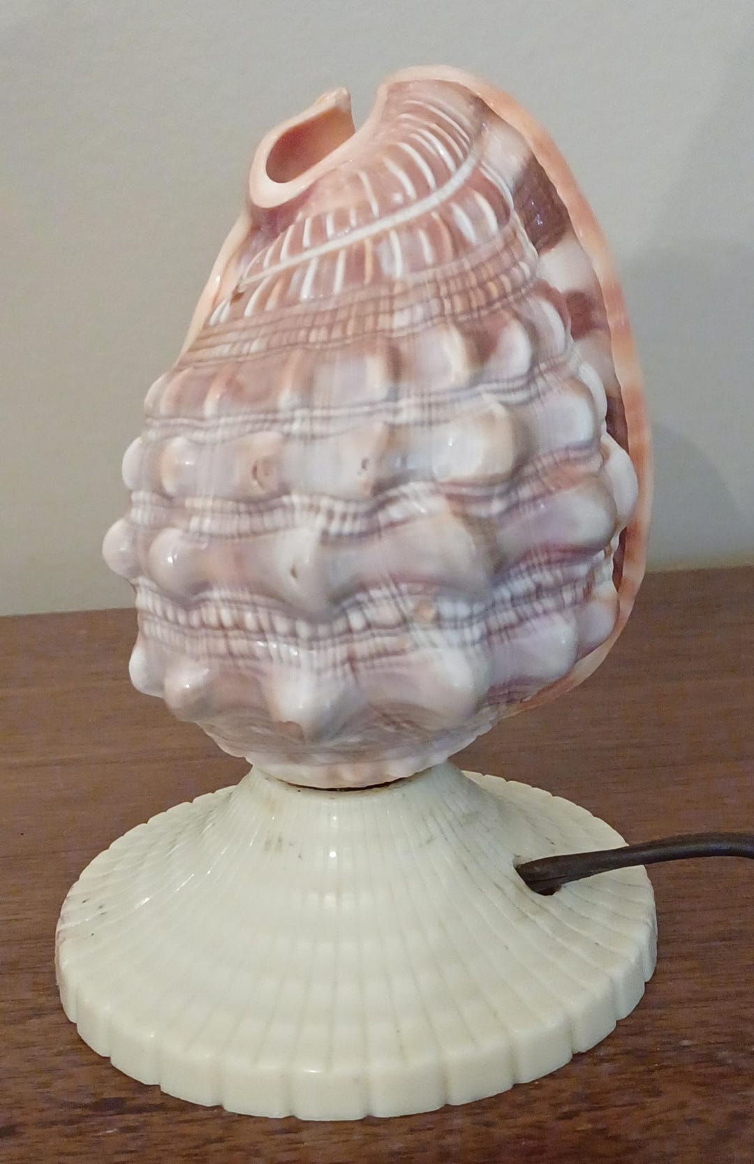Best Shell Lamps Vintage Seashell Lamp Nightlight Shell Lamp Midcentury. Overnight Shell ...