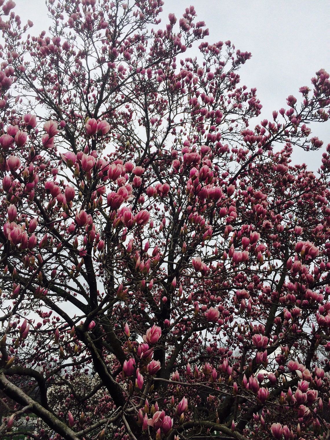 Cherry Blossom Tree | Etsy