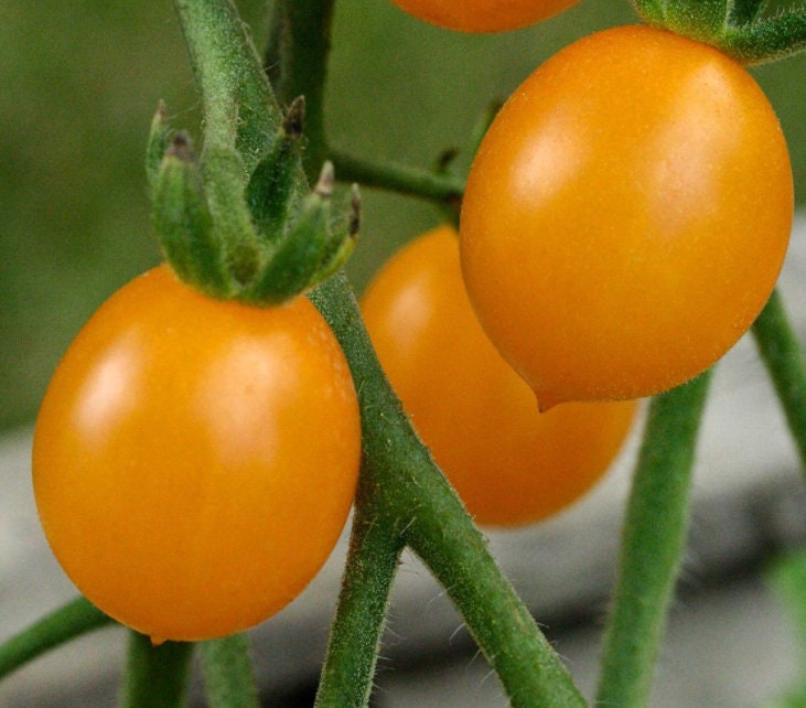 Graine de Tomate Cerise Clémentine