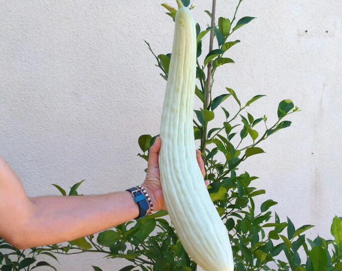 Featured listing image: Armenian melon cucumber seed