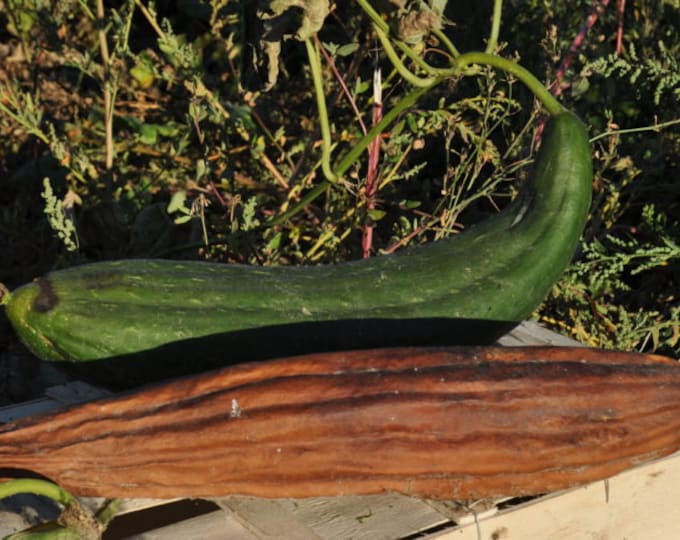 Featured listing image: Luffa pumpkin seeds