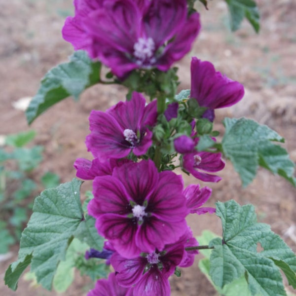 Graine de Mauve de Mauritanie