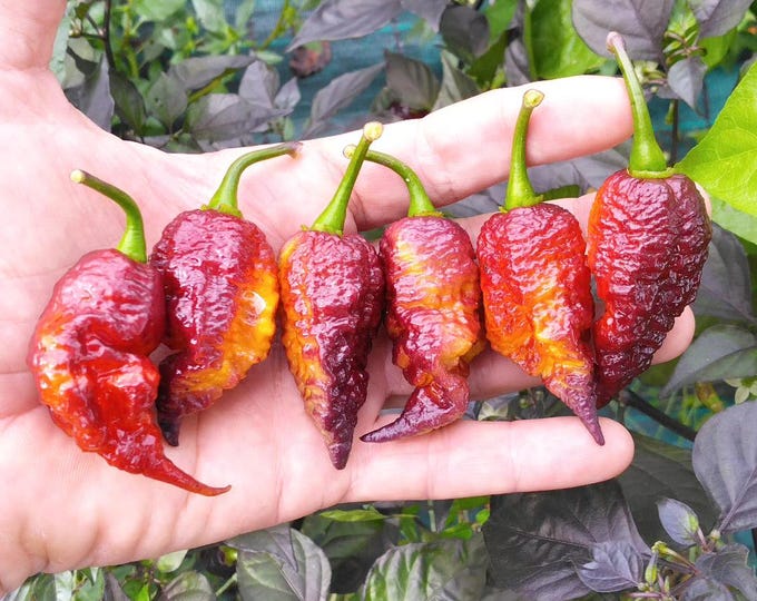 Featured listing image: Purple Ghost Gnarly Ruby Pepper Seeds (20)