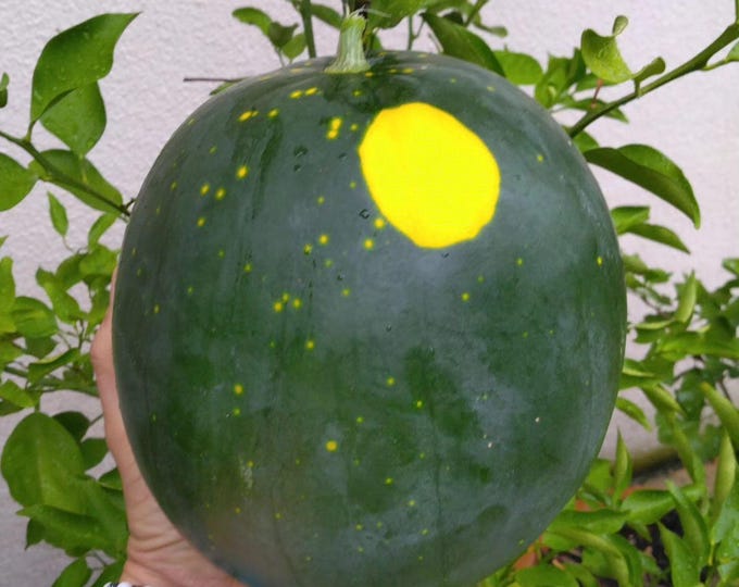 Featured listing image: Moon Star Watermelon Seeds