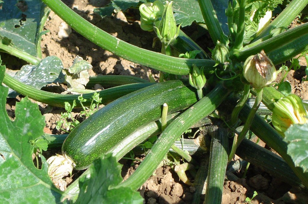 Graine de Courgette Verte Des Maraîchers