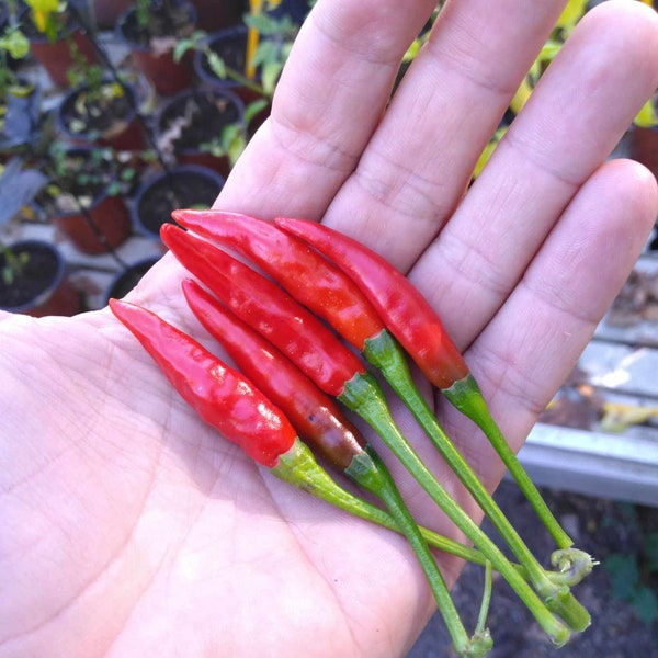 Graine de piment Thaï Dragon (Capsicum annuum)