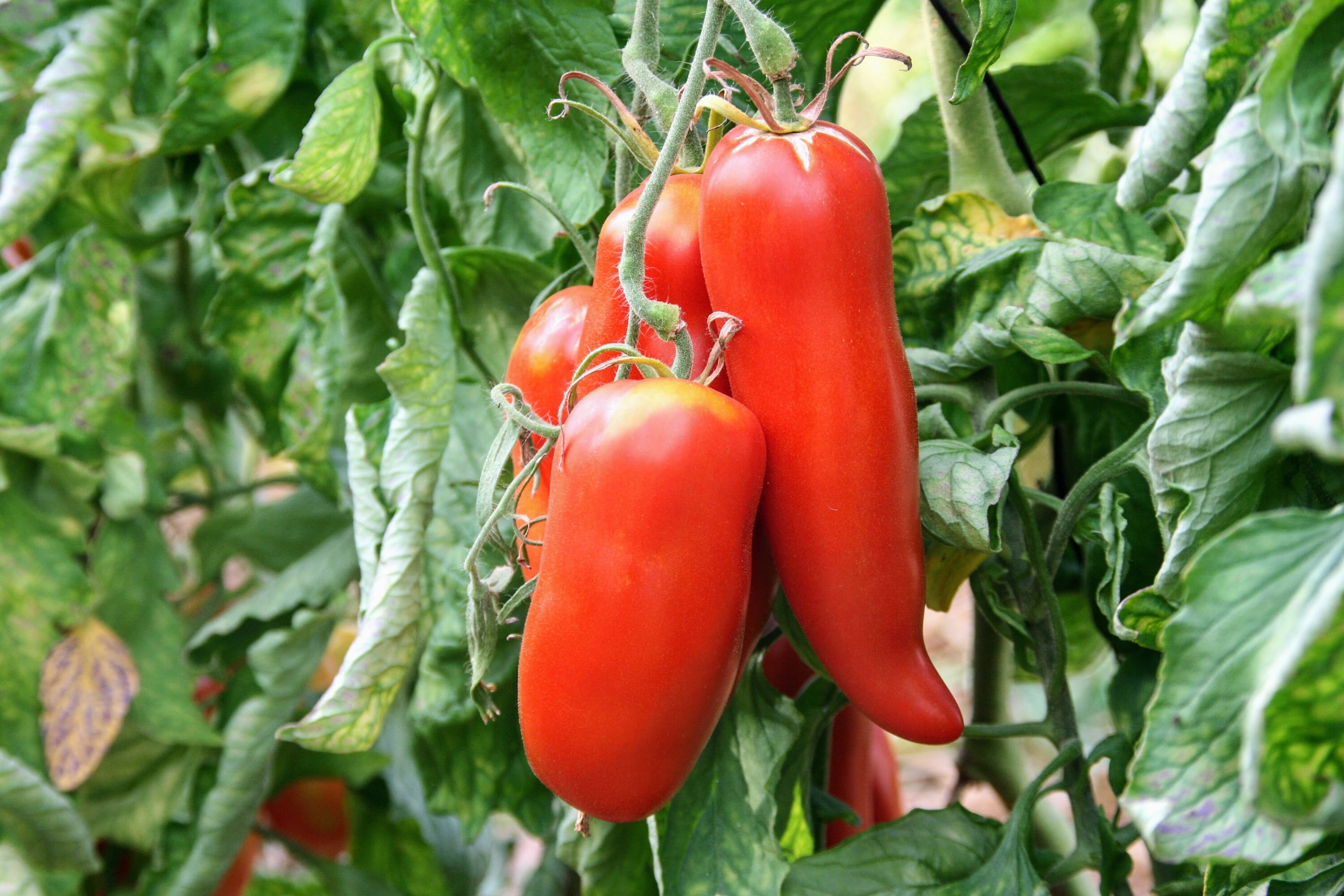 Graines de Tomate Andine Cornu