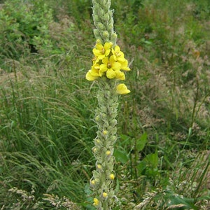 Sementes de verbasco “caldo branco”