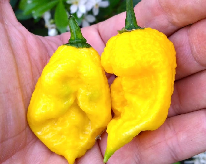 Featured listing image: Yellow Carolina Reaper Pepper Seeds (20)