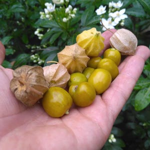 Frön (50) av den peruanska jordbärsblomman