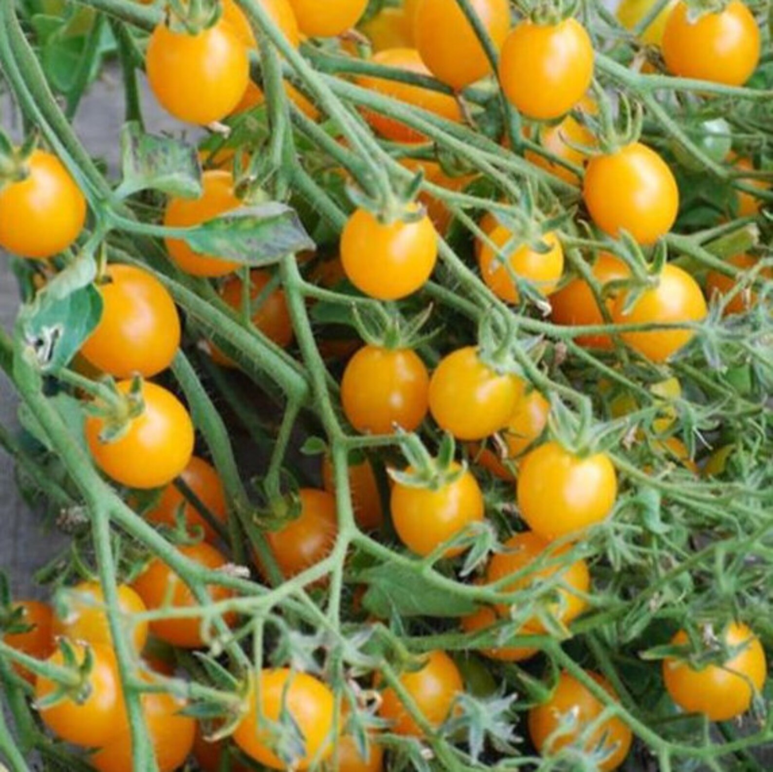 Clementine Cherry Tomato Seed Etsy Denmark