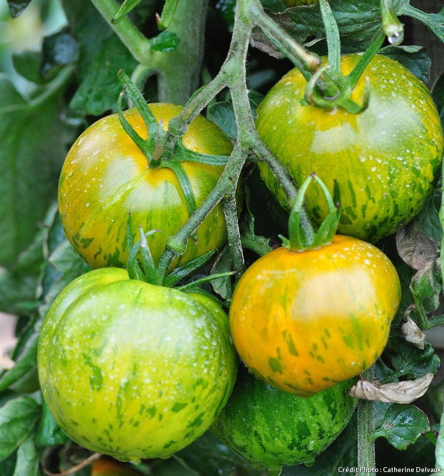 Graines de Tomate Green Zebra