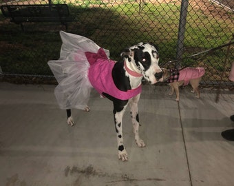 great dane dressed up