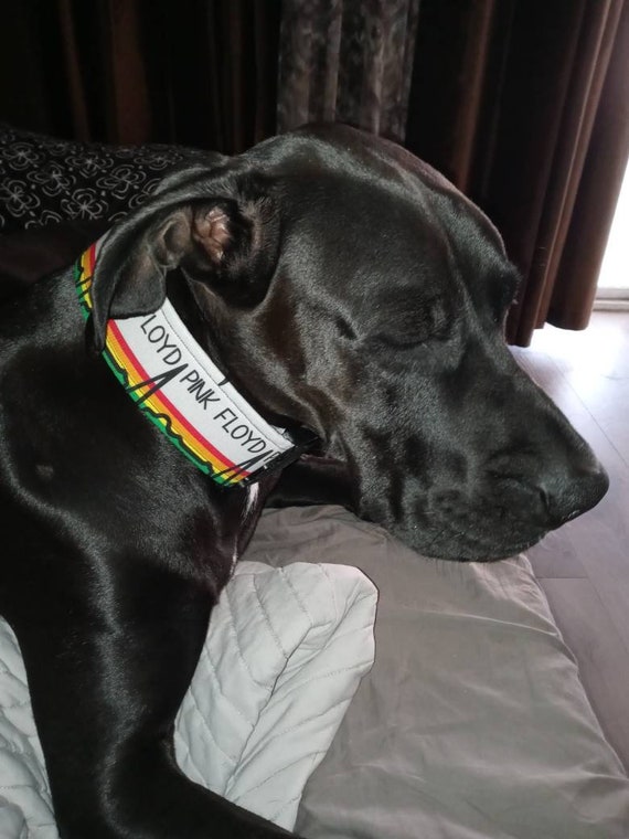 custom great dane collars