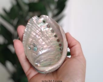Small Natural Abalone Shell, Refill Shell / Incense Holder