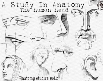Procreate 120+ anatomy references, head, face reference brush stamps for everyone interested! Perfect for artists!